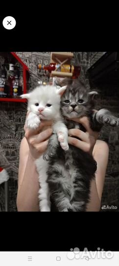 Котята мейн-кун