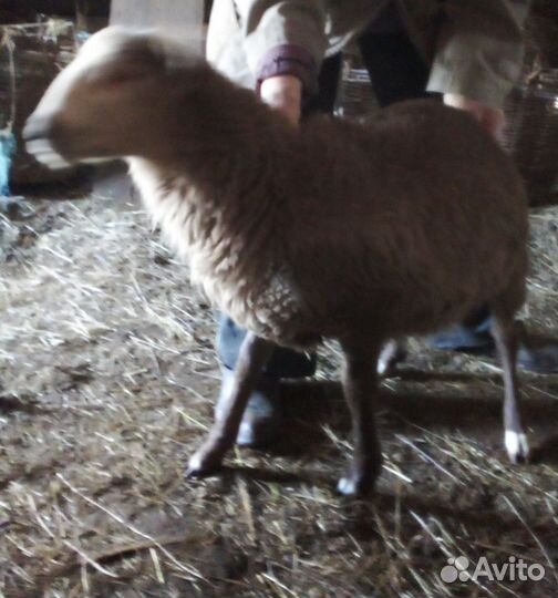 Катумский барашек