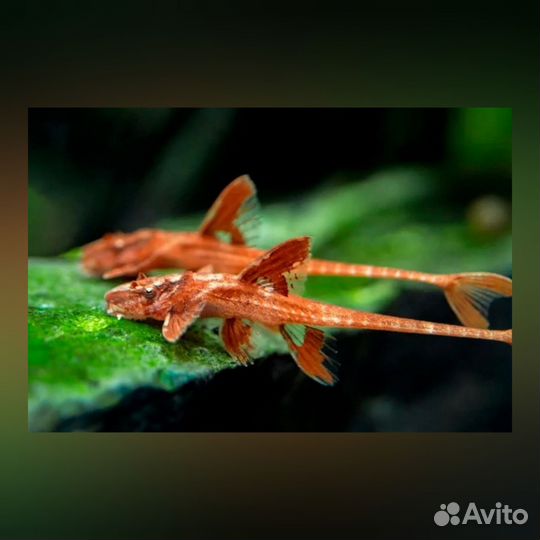 Продаю аквариумную рыбу