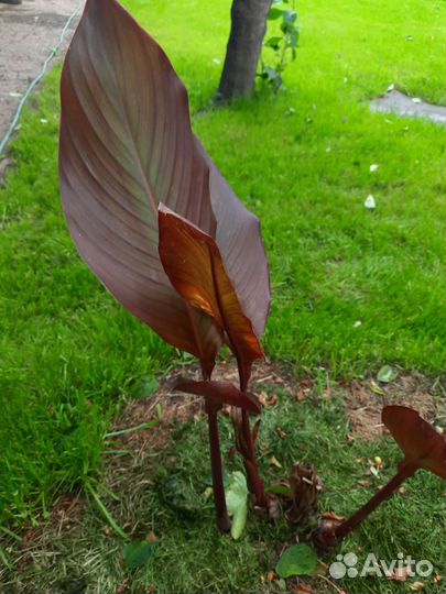 Канны 10 видов