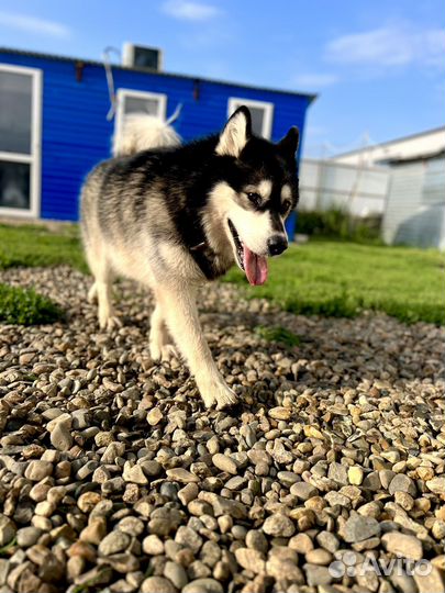 Передержка, гостиница для собак