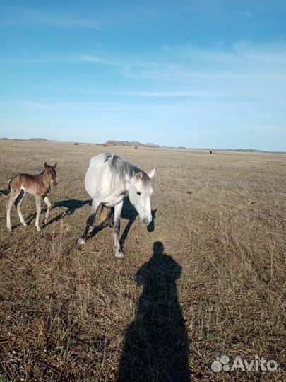 Жеребц, Кобыла