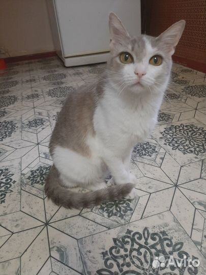 Дарья в поисках дома