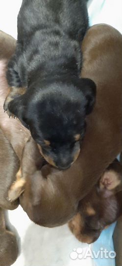 Щенки таксы