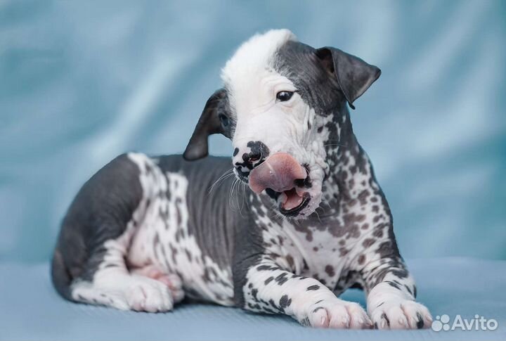 Щенки Ксолоитцкуинтли (стандарт)