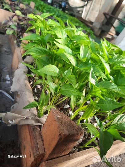 Рассада для Петровича