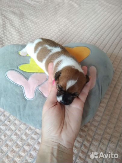 Джек Рассел терьер щенки бронь