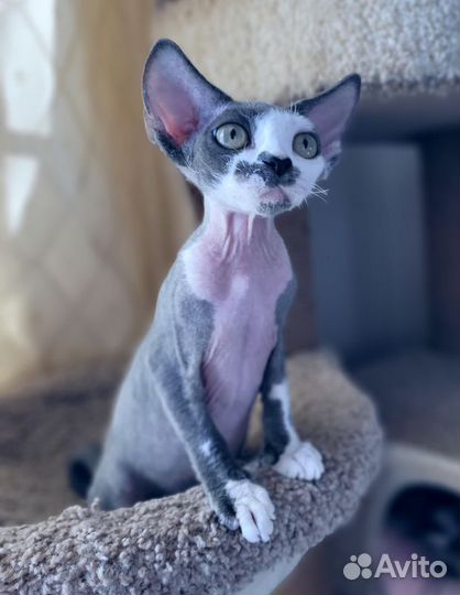 Котята девон-рекс