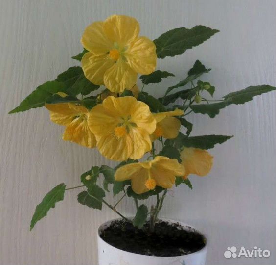 Абутилон Белла