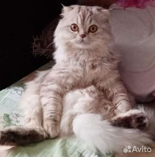 Шотландский кот вязка