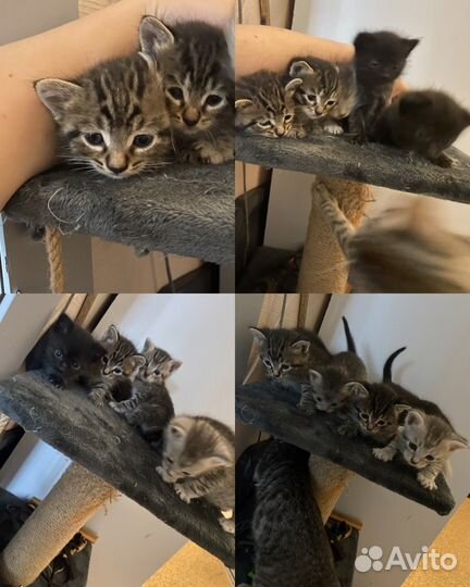 Кошки в добрые руки