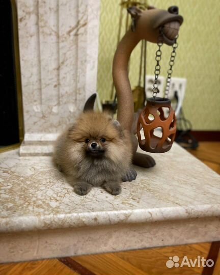 Мини померанский шпиц девчуля