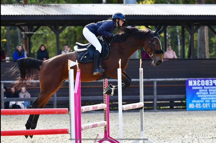 Кобыла конкур