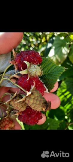 Саженцы красной и желтой малиный