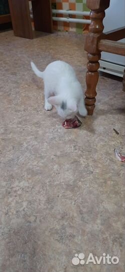 Отдам бесплатно котят