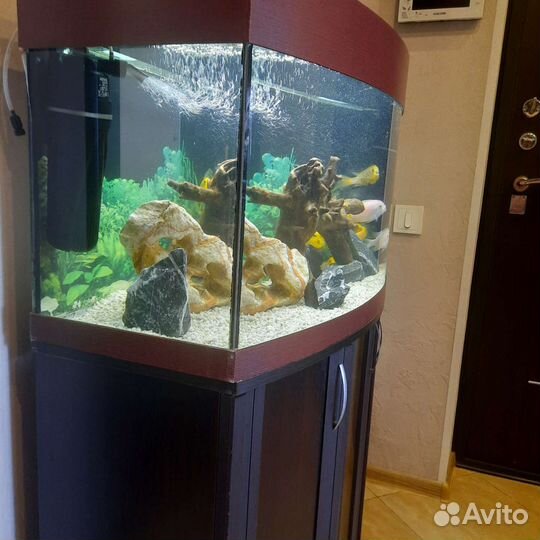 Аквариум с рыбками