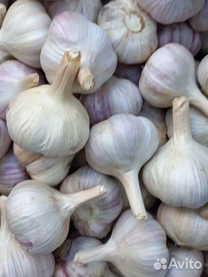 Чеснок