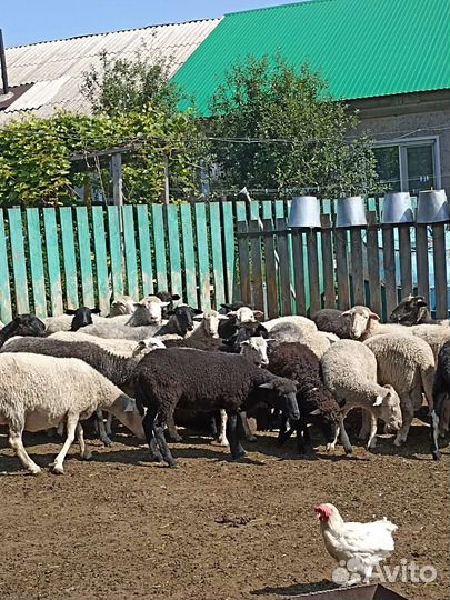 Овцы бараны