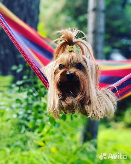 Девочка йорк 5 лет