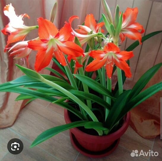 Гиппиаструм красный