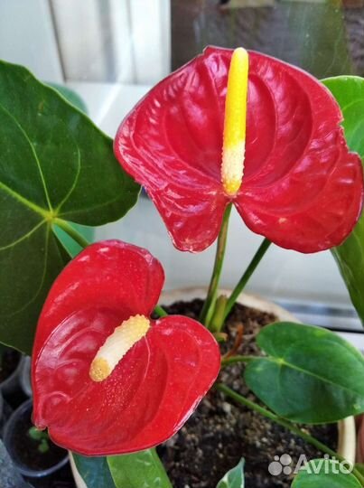 Лавровое дерево,детки антуриума, герань