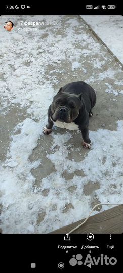 Американский булли экзот