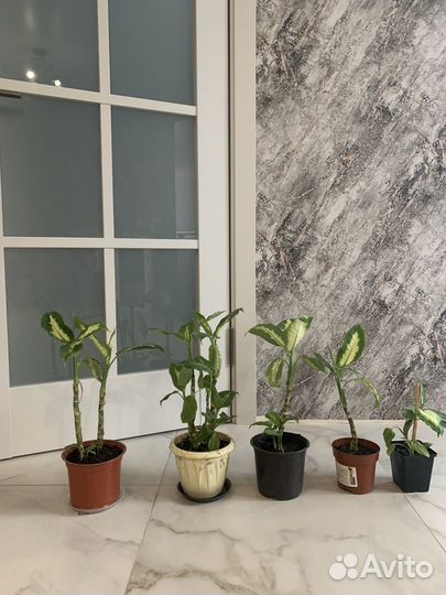 Комнатные растения цветы