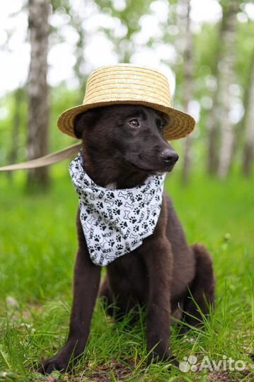 Очаровательный щенок мечтает о доме