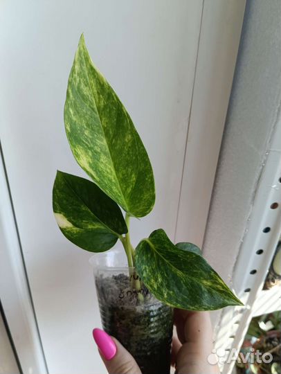 Сциндапсус золотистый