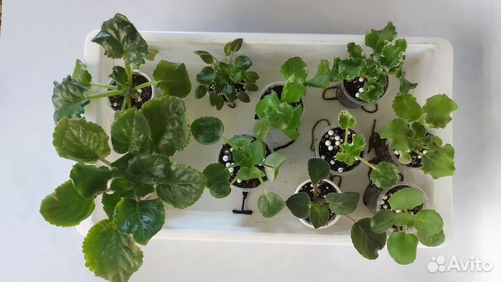 Наборы деток и стартеров сортовых фиалок