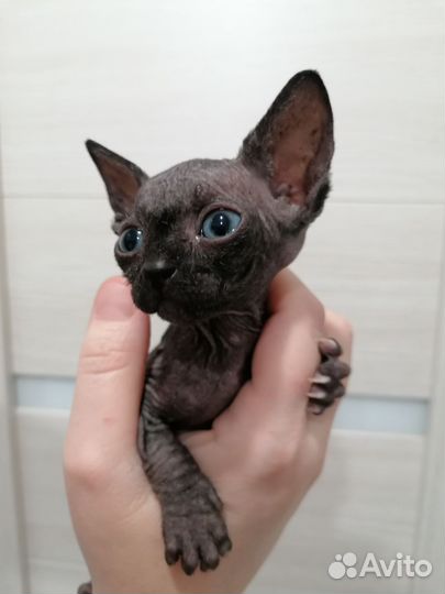 Канадский сфинкс