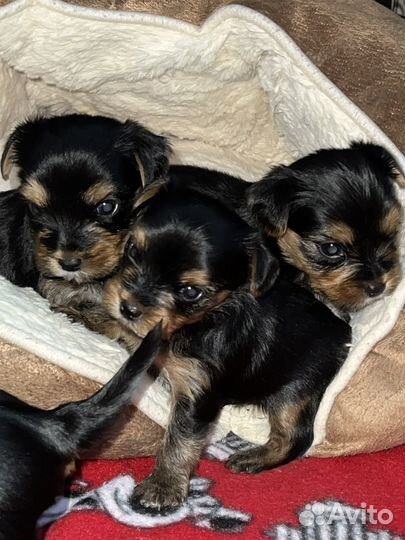 Йоркширский терьер мини беби фейс