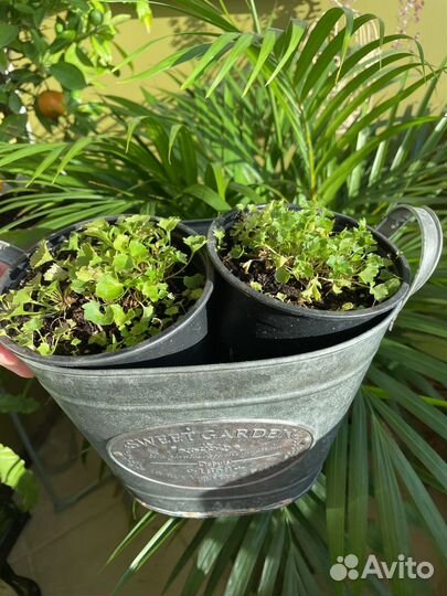 Кампанула (для балкона и лоджии)