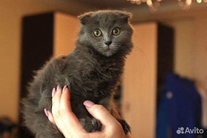 Кошка в дар