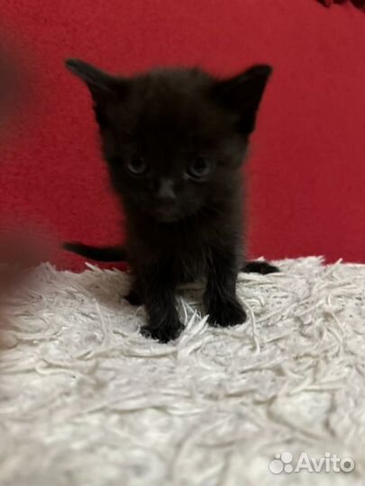 Котенок мальчик