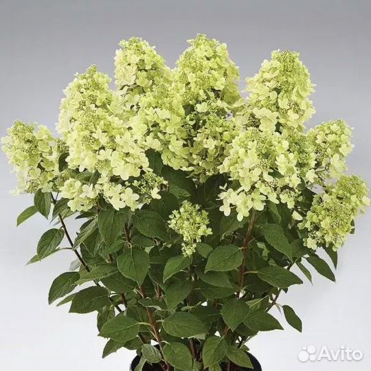 Гортензия PAN