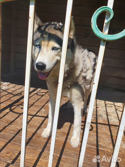 Хаска Сибирска