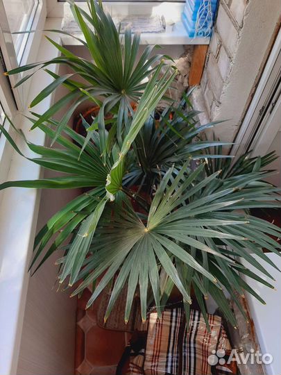 Веерная Пальма Вашингтония и др. Растения и цветы