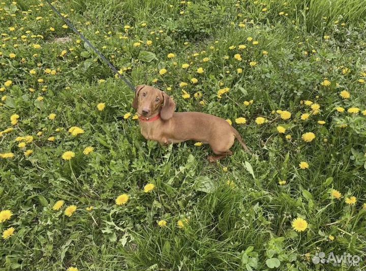 Вязка кобель такса