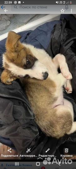 Ищет дом и добрые ручки