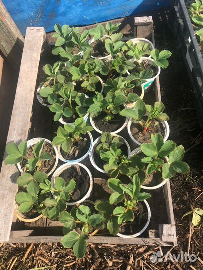 Клубника рассада