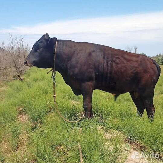 Продажа быка