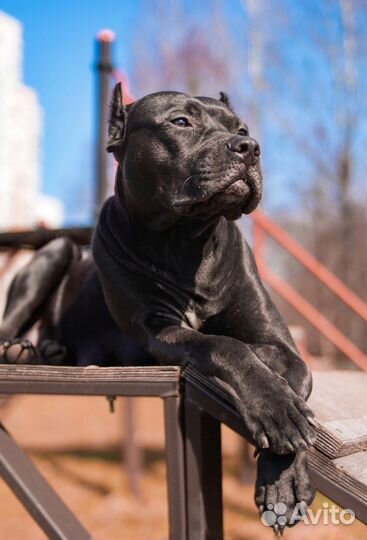 Услуги кинолога