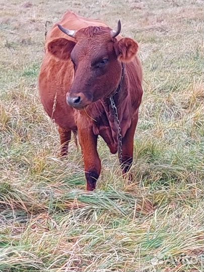 Телка(нетель)