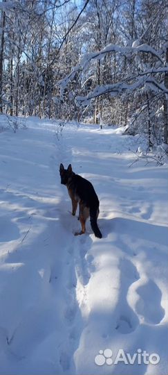 Немецкая овчарка