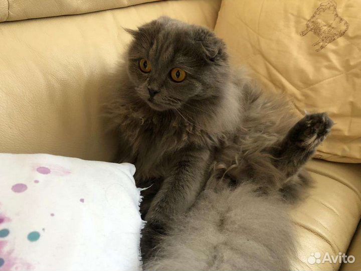 Кошка только в самые заботливые руки