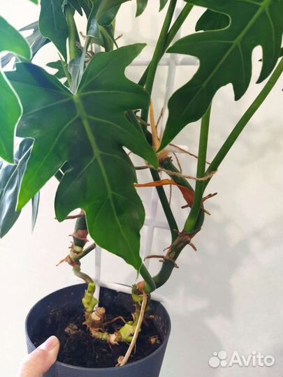 Филодендрон