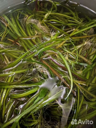 Валлиснерия гигантская