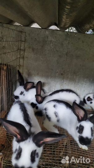 Кролики строкачи