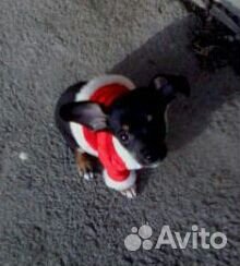 Одежда для собаки